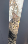 The Rare Cat Cult