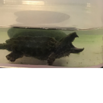 Turtle are based.