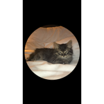 cat group only fans