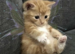 Kitty Fabric