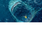 Shark Zone