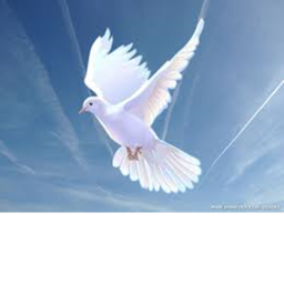 Doves playground