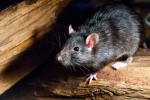 The Richest Rats