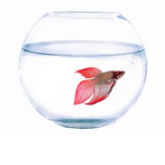 blub fishy