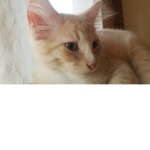 cat fans group of 1catmaster13