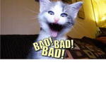 bad kitty’s