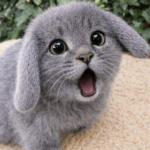 Evourss