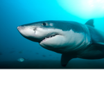 Sharks are awsome group