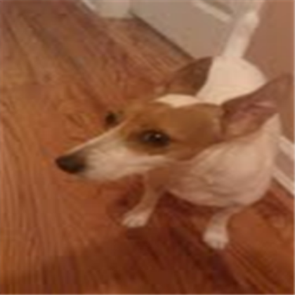 dog Roblox decal