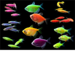 GloFish