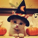 - wittlkittyz'