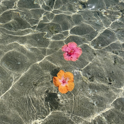 ⋆ ༅˚🌺 •