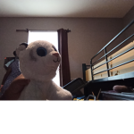 If you like cats join group