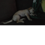 #dogforlive
