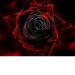 Dark Flower Studios
