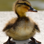 Duck Rank