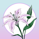 The Blossom Studio