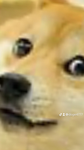 Da doges forever