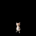 Pastel Minimalist
