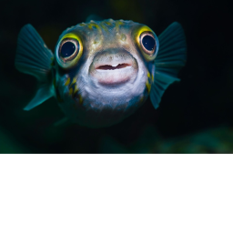 FISH WORLD