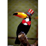 the toucans man