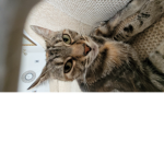 Cats are super cute arent they? Hehe