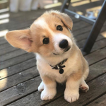 #CORGI SQUAD!