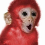 Monkey_Studio