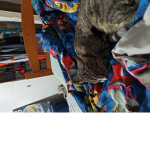 Join if u epik and like cats