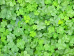 Clovers4life