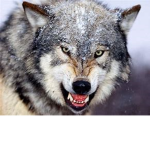 WolvesGamer