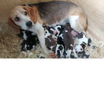 Family Puppies Support Group Thumbnail