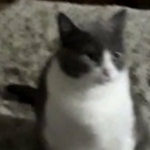 roguewhisker17s Group