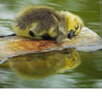 The Smol Ducks =)