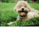 Cute Puppy clan