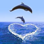 Dolphins Fan club :)))