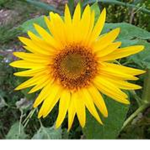 Sunflowers Walmart