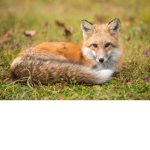 Fox Appreciation Club