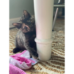 The Lovely Kittys
