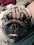 the pug guys