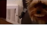 Doge_Emporium