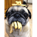 Team Pug Forever!!!