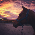 Enchanting Equestrian
