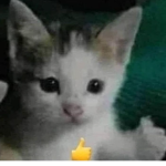 GRUPO P MASCOTA xd