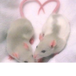 Nats Rats!