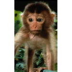 Monkey's Throne
