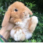 Bunny’s sunlight