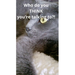 Cats of the moon