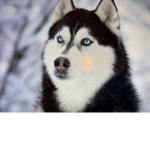 Husky Gruppe