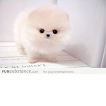 vibe puppy